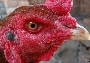 国产老鸡露脸视频